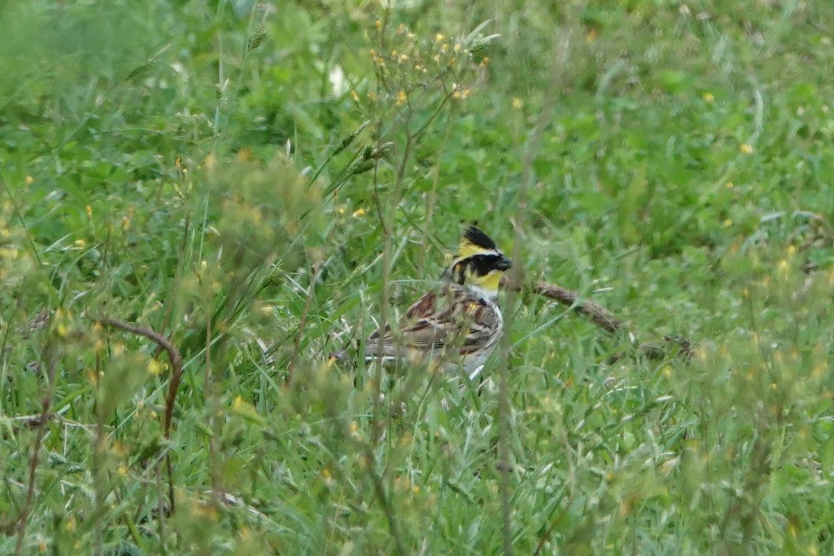Yellow-throated Bunting - ST Chien