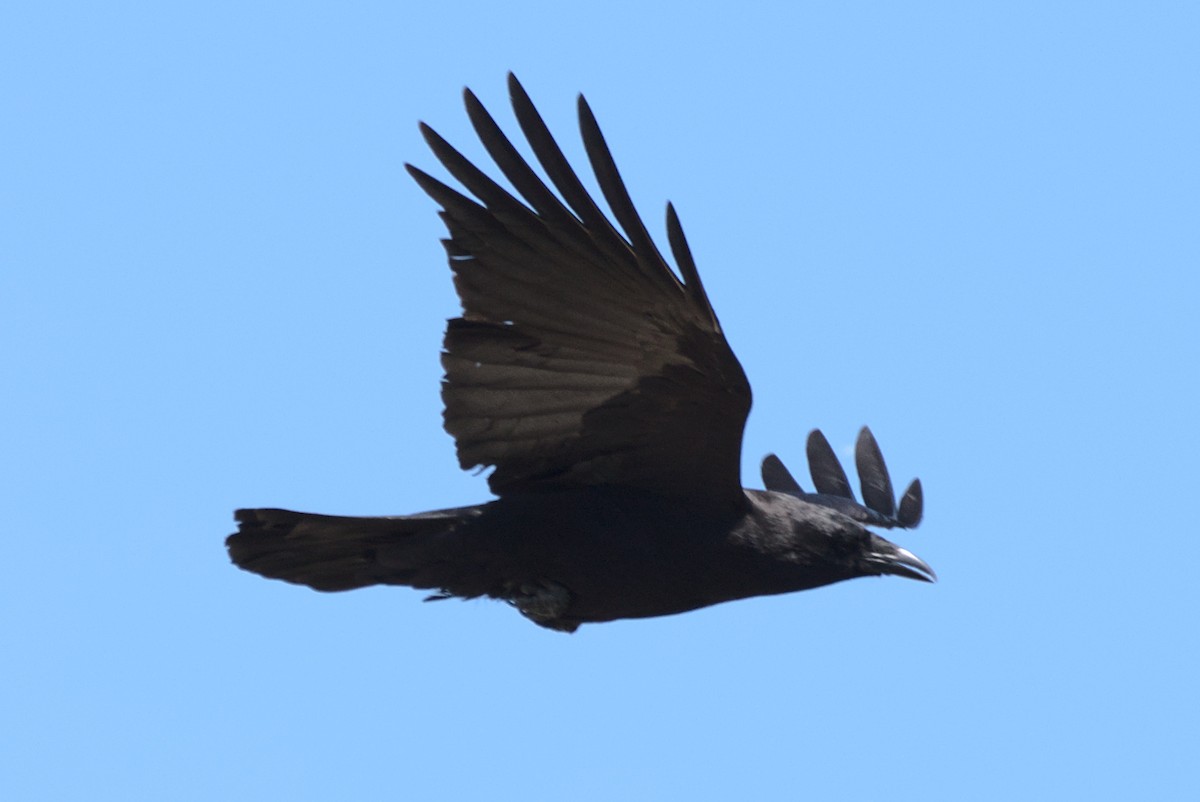American Crow - ML433077841