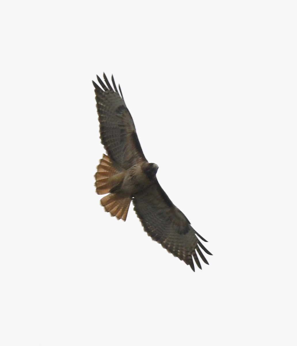 Red-tailed Hawk - ML433080811