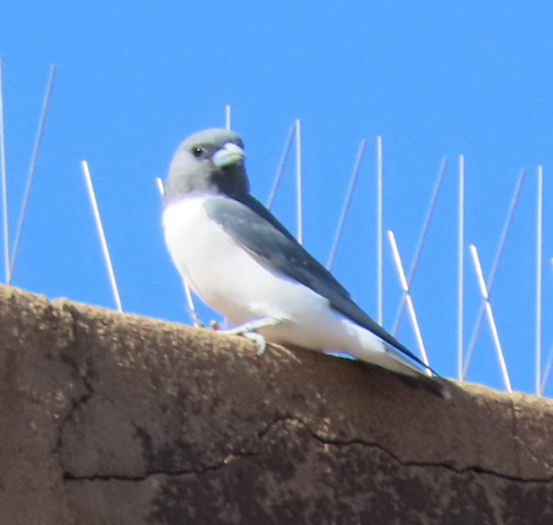 White-breasted Woodswallow - ML433082451