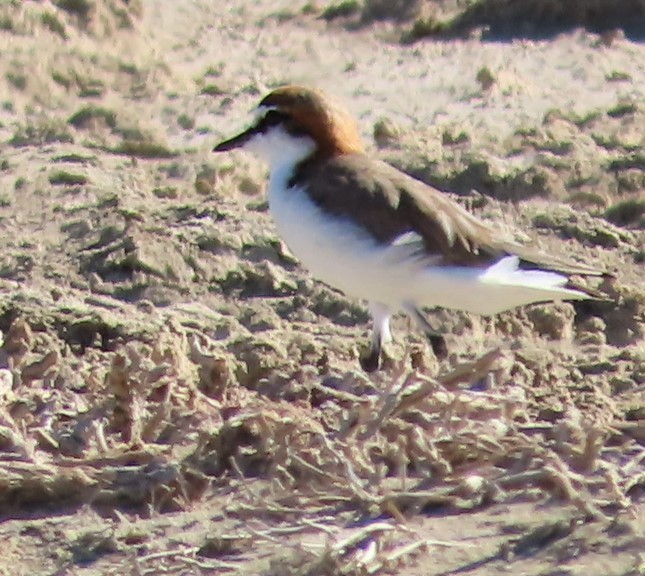 Red-capped Plover - ML433084841