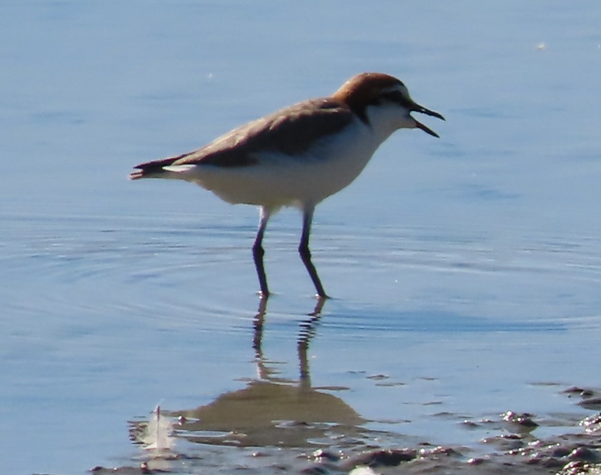 Red-capped Plover - ML433084851