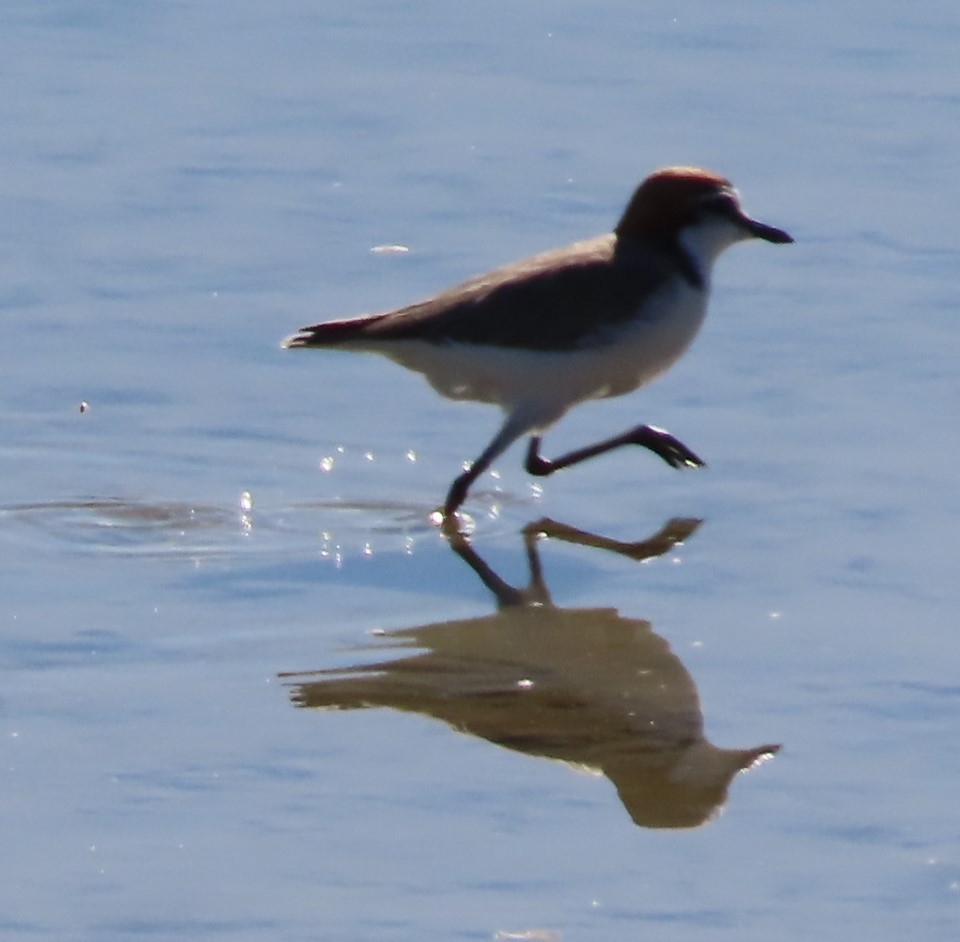 Red-capped Plover - ML433084861