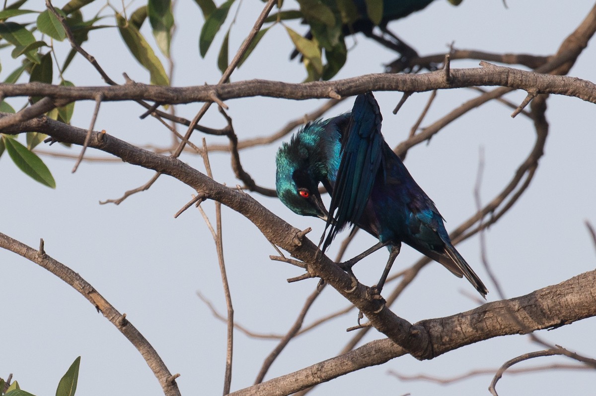 Bronze-tailed Starling - ML43308771