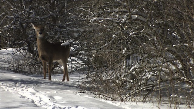 White-tailed Deer - ML433089