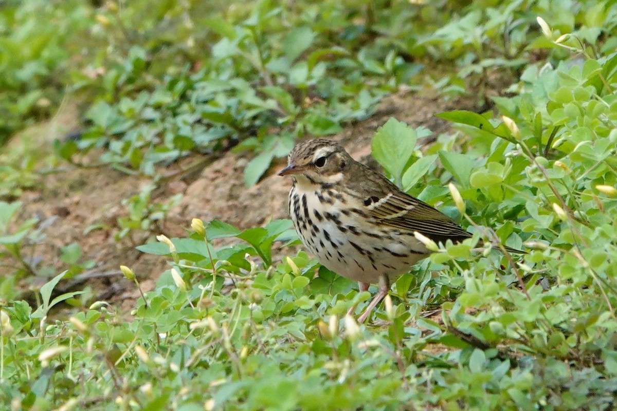 Olive-backed Pipit - ML433090761
