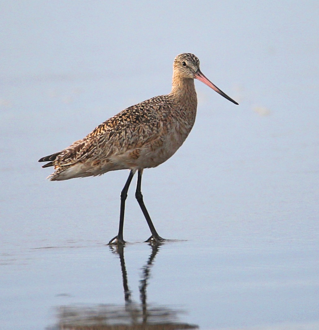 Marbled Godwit - EMH Smith