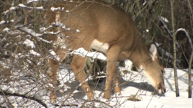 White-tailed Deer - ML433092