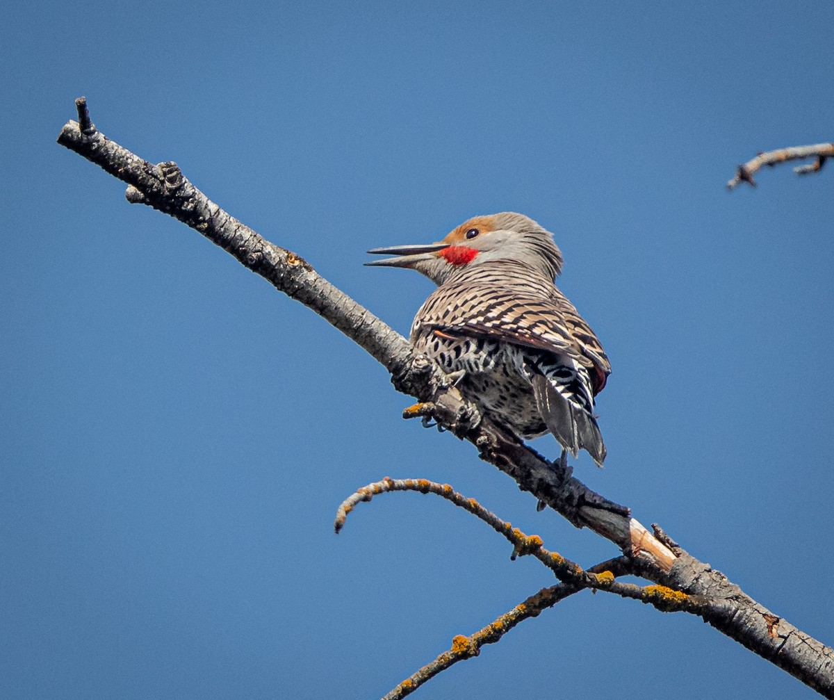 Northern Flicker (Red-shafted) - ML433094511