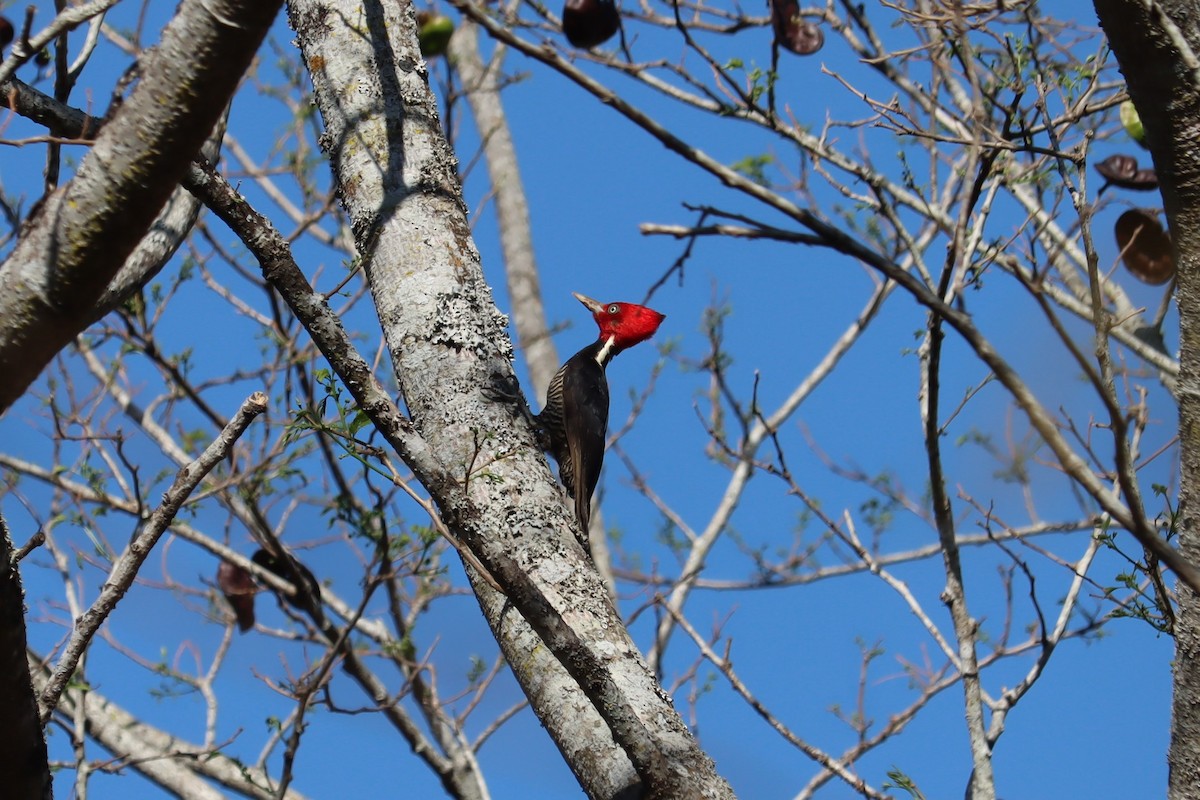 Pale-billed Woodpecker - Juan Gonzalez