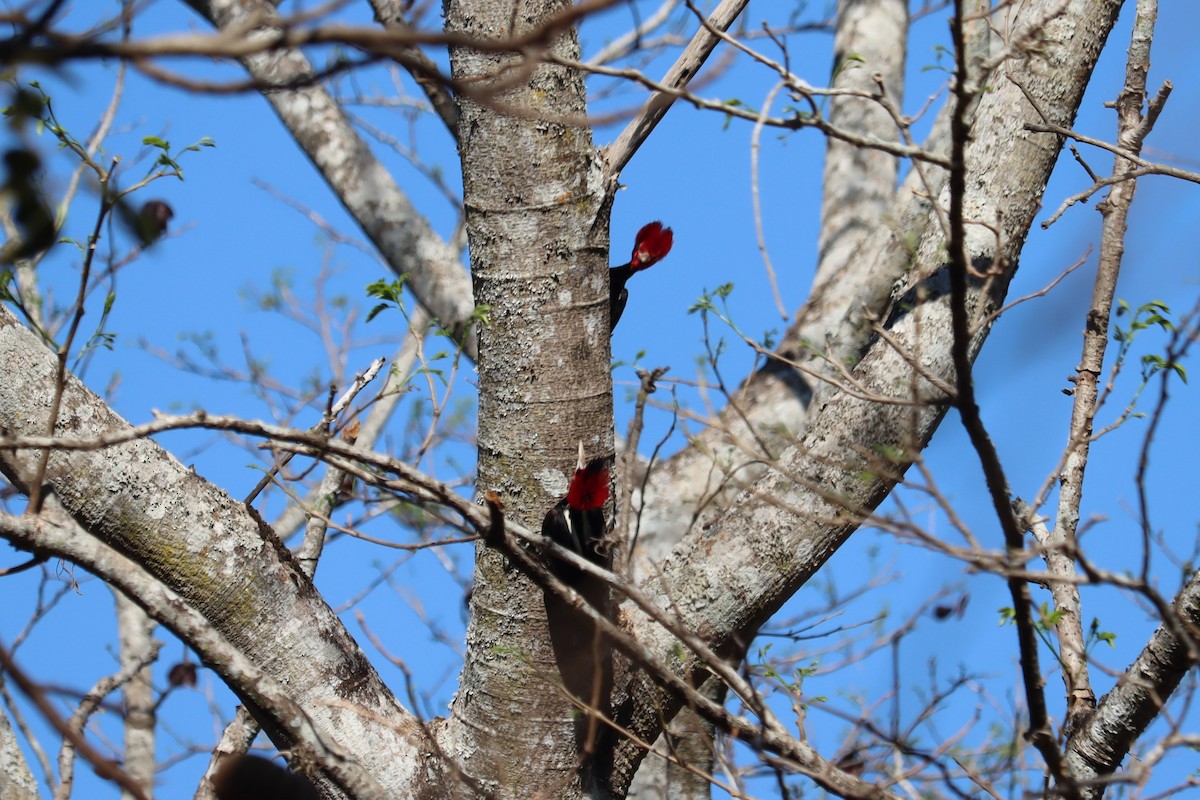 Pale-billed Woodpecker - ML433094631