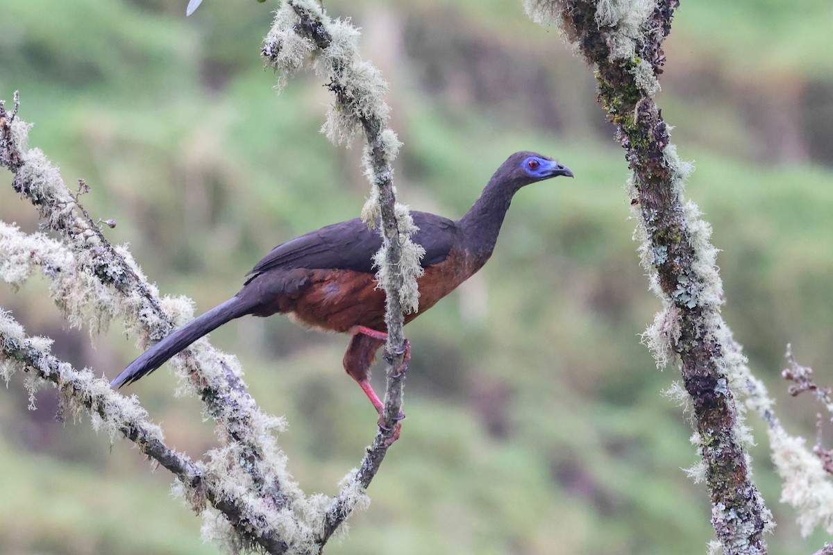 Sickle-winged Guan - ML433094711