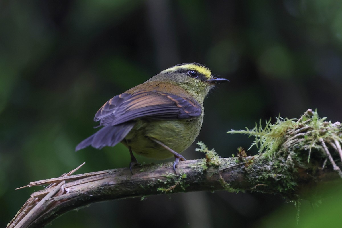 Yellow-bellied Chat-Tyrant - Allison Miller