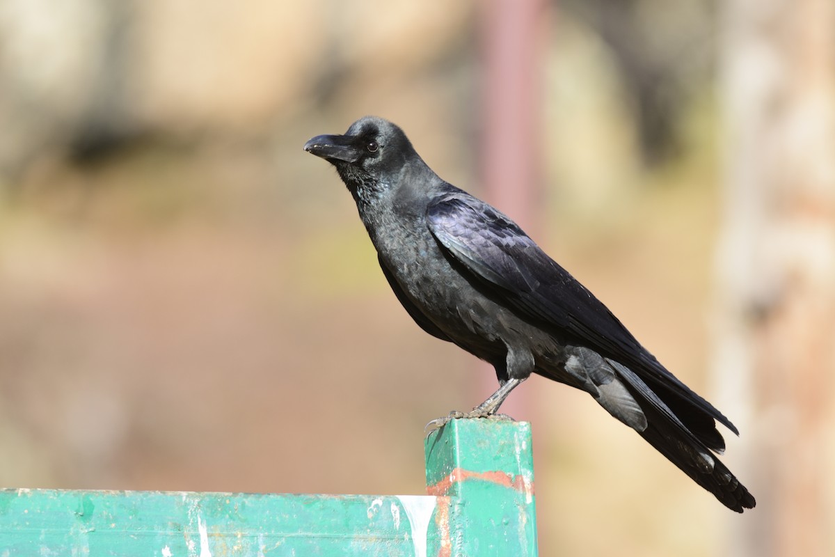 Large-billed Crow - ML433095501