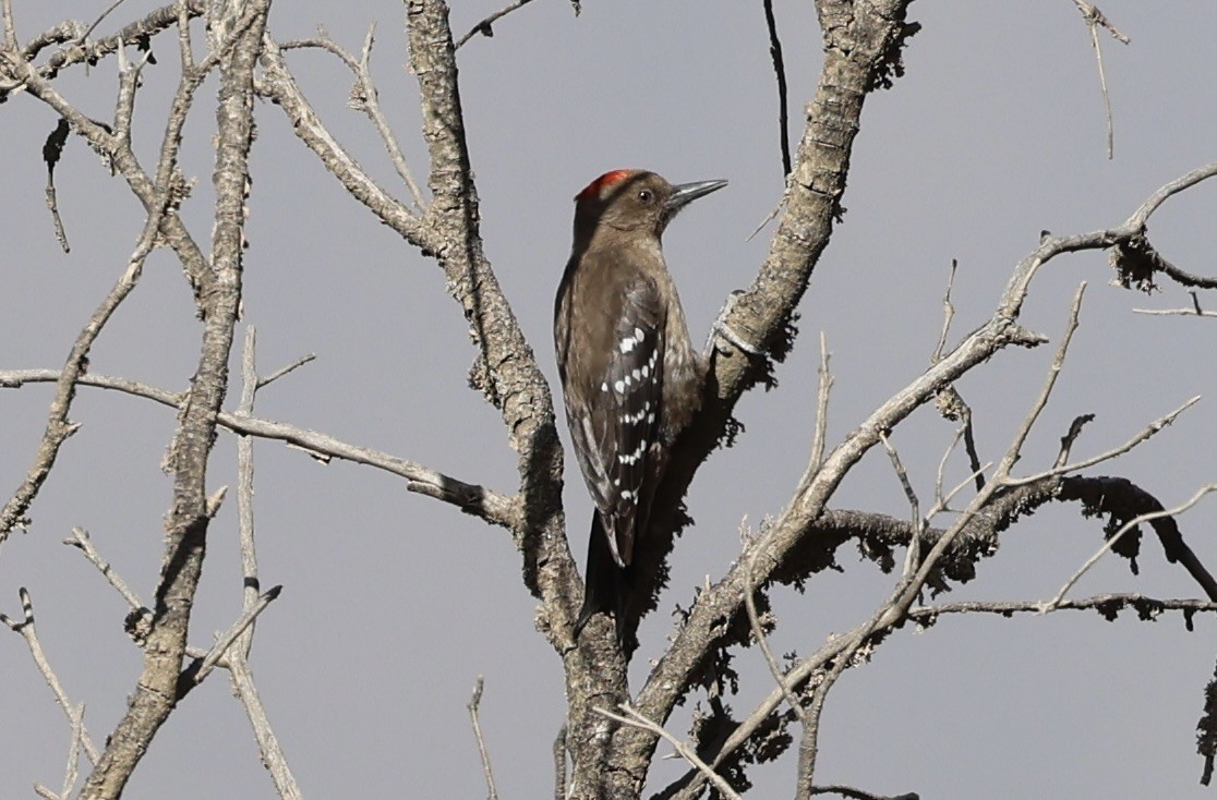 Arabian Woodpecker - ML433096721