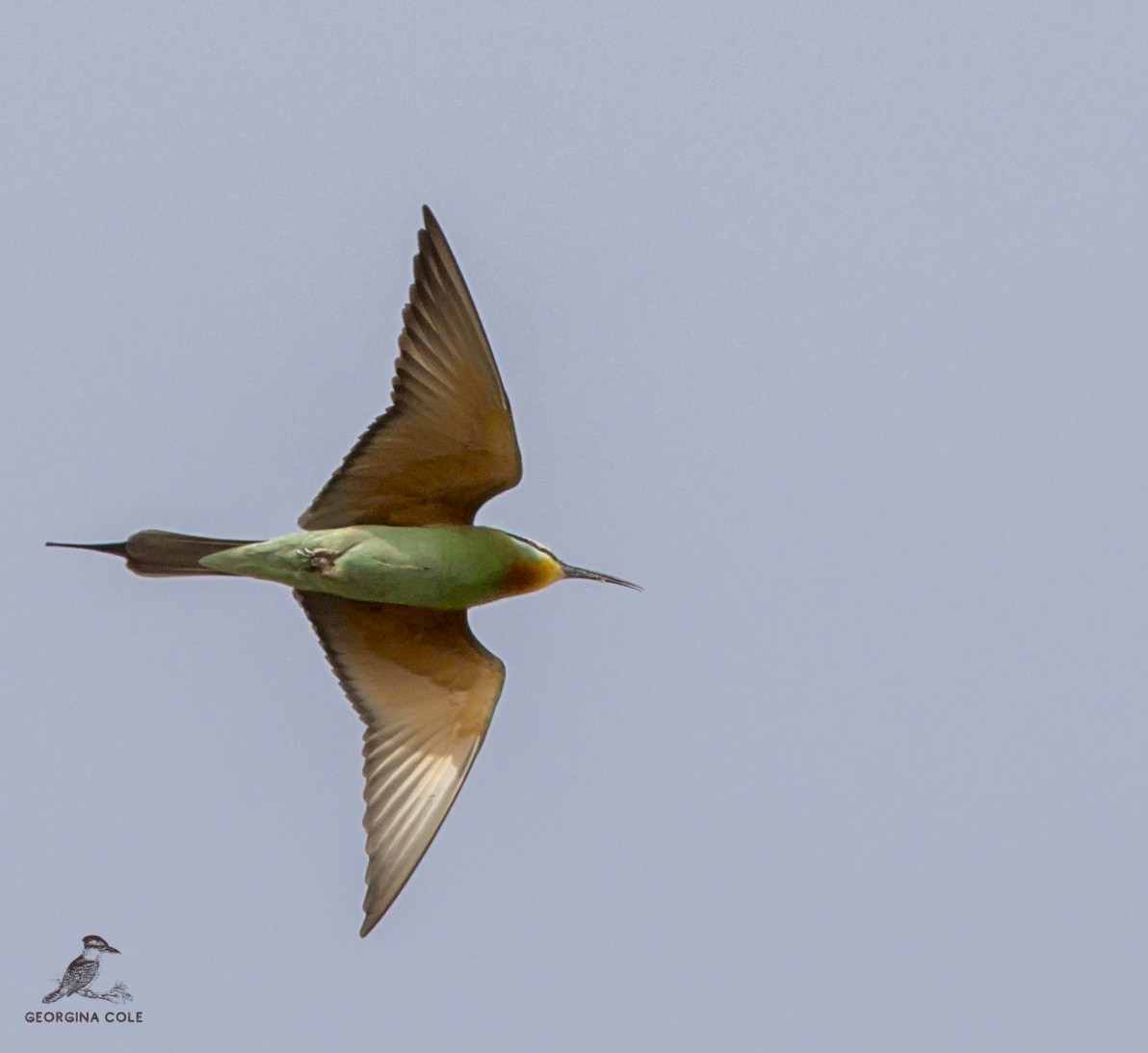 Blue-cheeked Bee-eater - ML433098171