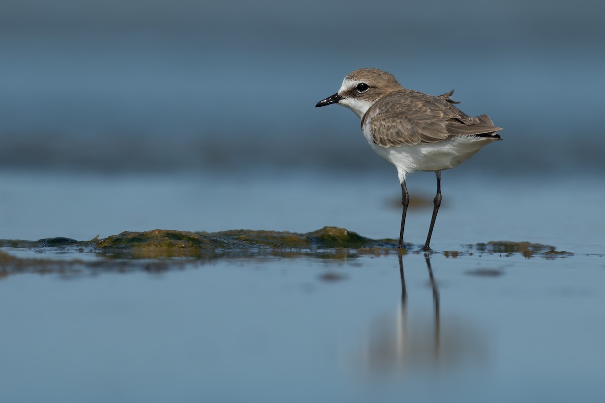 Red-capped Plover - ML433102851