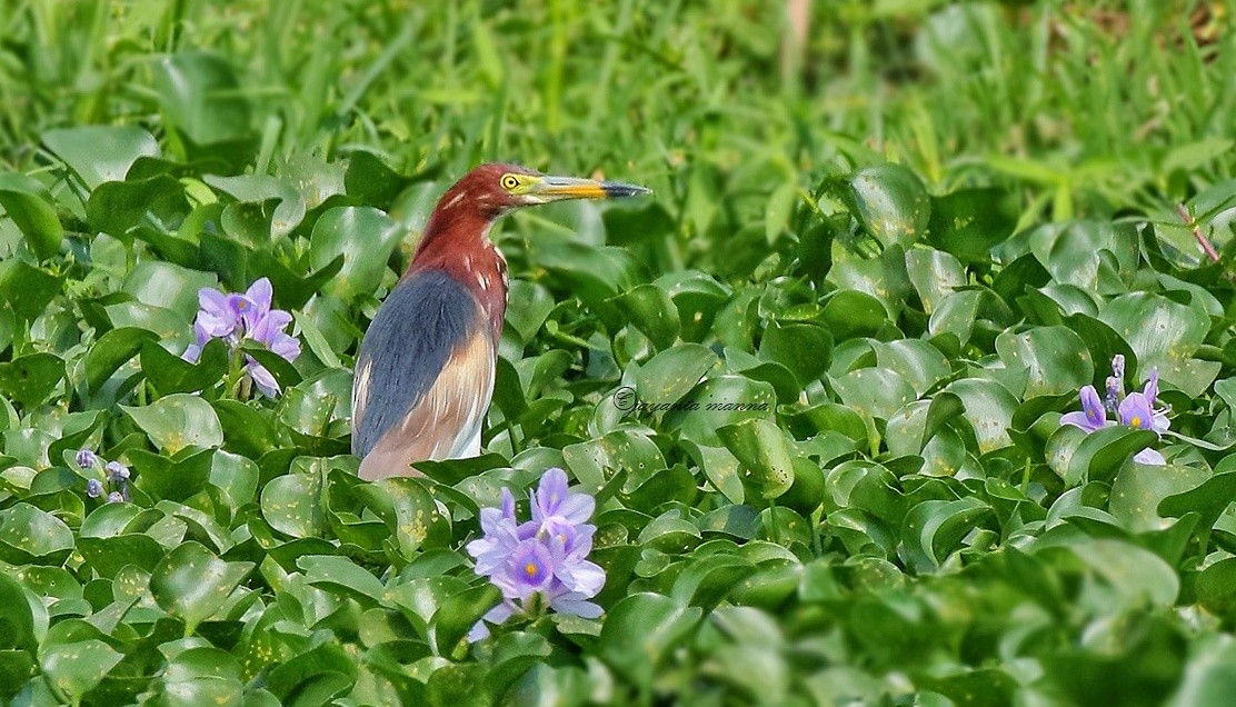 Chinese Pond-Heron - Jayanta Manna