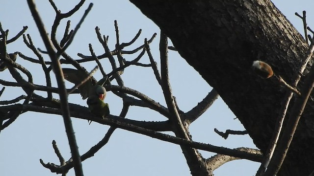 Red-breasted Parakeet - ML433108011
