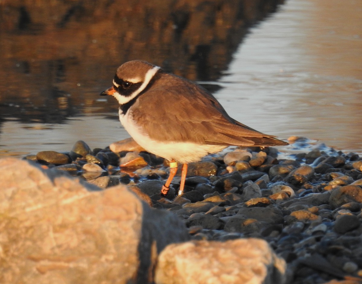Common Ringed Plover - ML433112561