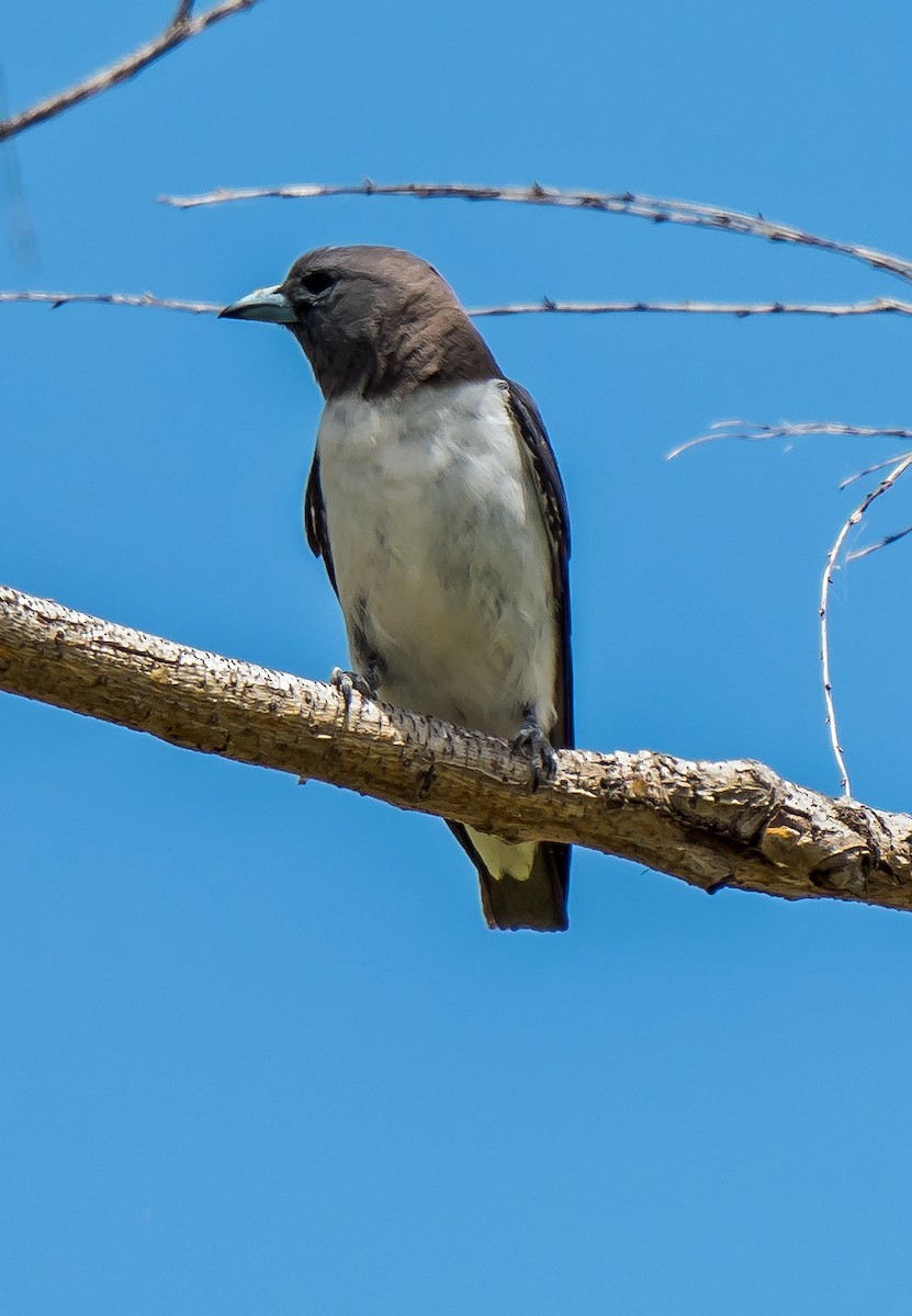 White-breasted Woodswallow - ML433115681