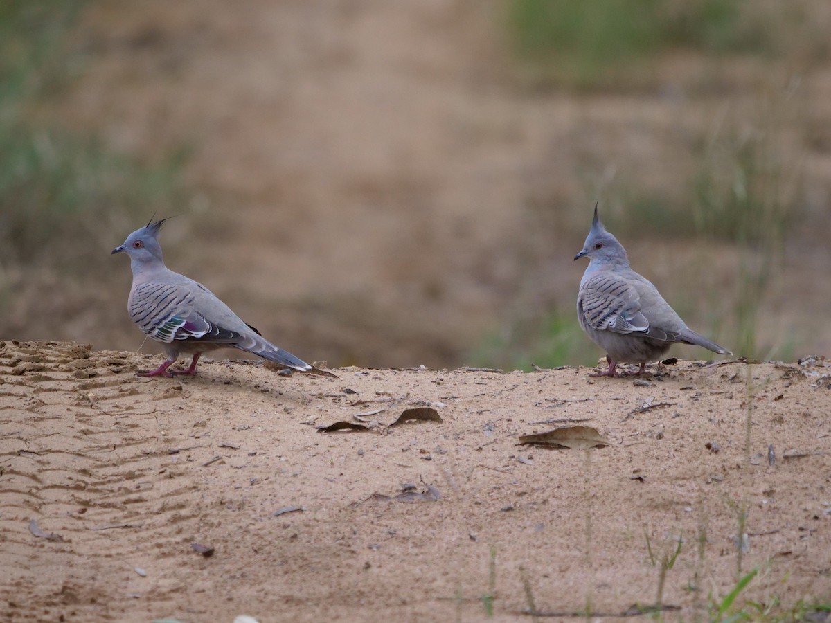 Crested Pigeon - ML433116091