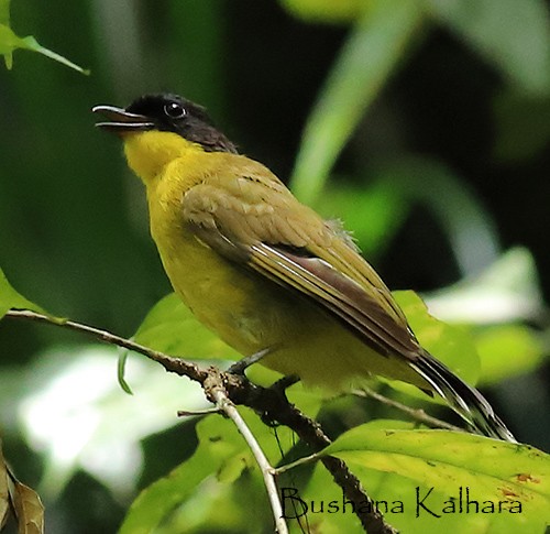 ML433116121 - Black-capped Bulbul - Macaulay Library