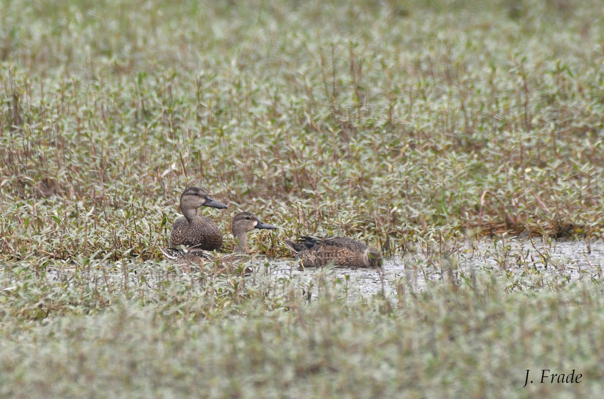 Blue-winged Teal - ML433117191