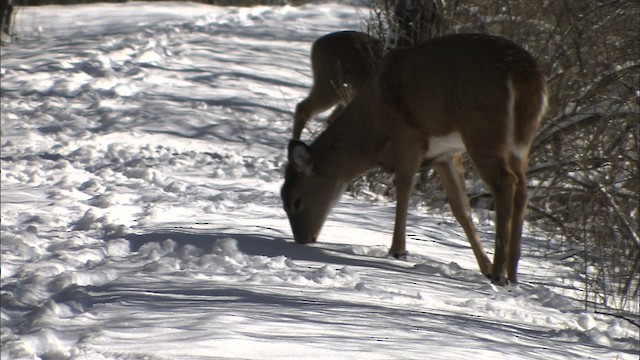 White-tailed Deer - ML433130