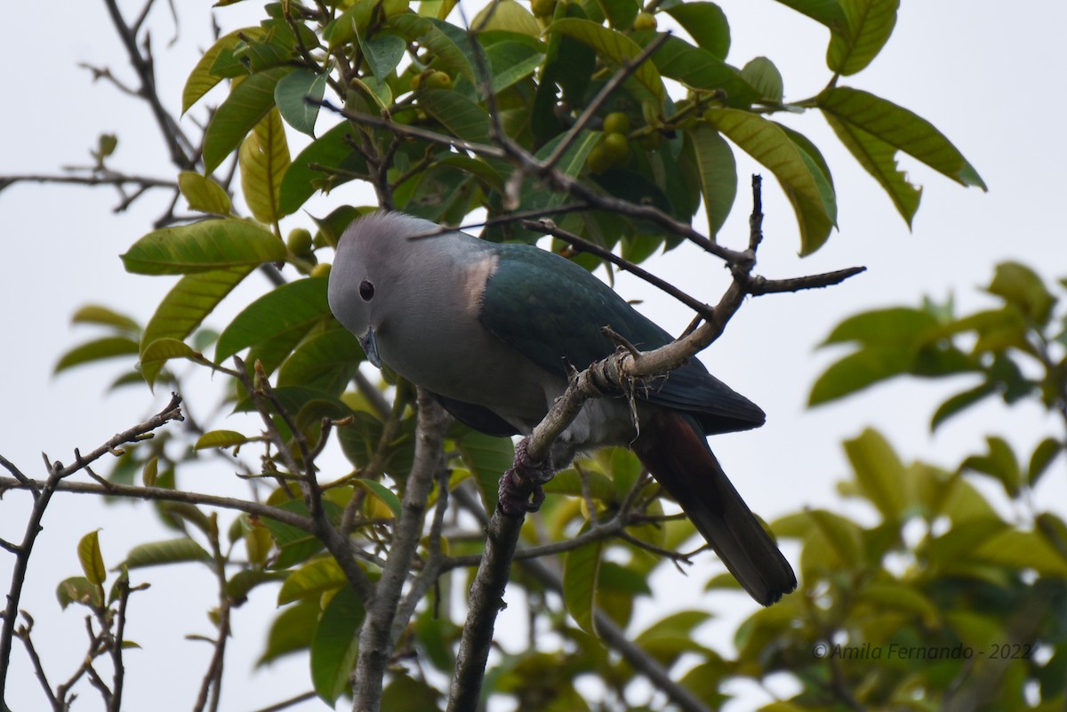 Green Imperial-Pigeon - ML433131651