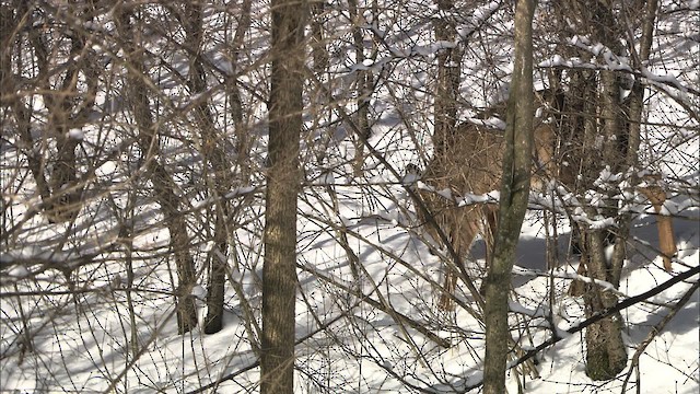 White-tailed Deer - ML433134