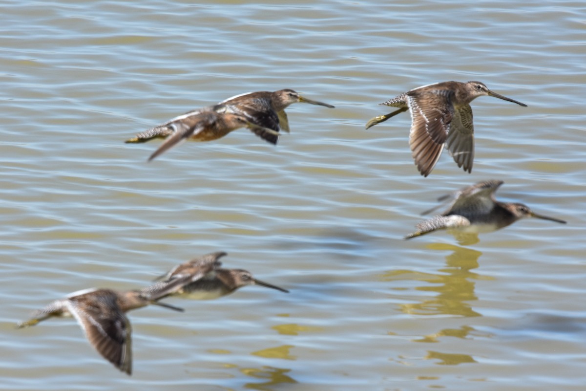Long-billed Dowitcher - ML433137351