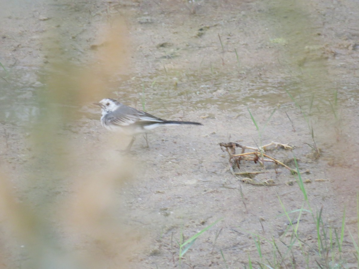 White Wagtail (White-faced) - ML433141501