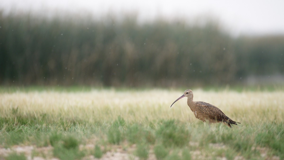 Long-billed Curlew - ML433141861