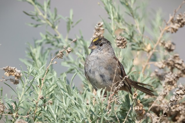 Golden-crowned Sparrow