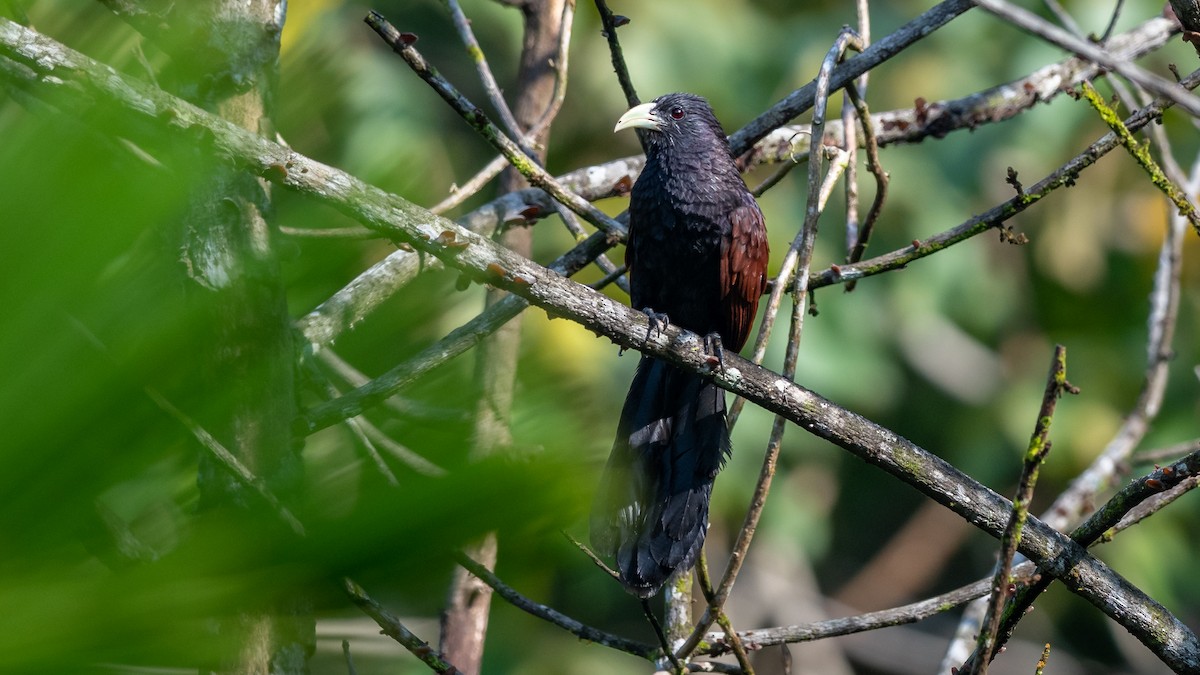 Green-billed Coucal - ML433144951