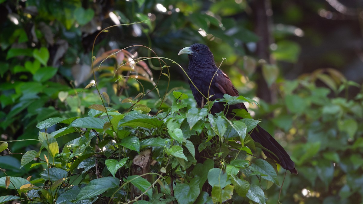 Green-billed Coucal - ML433145071
