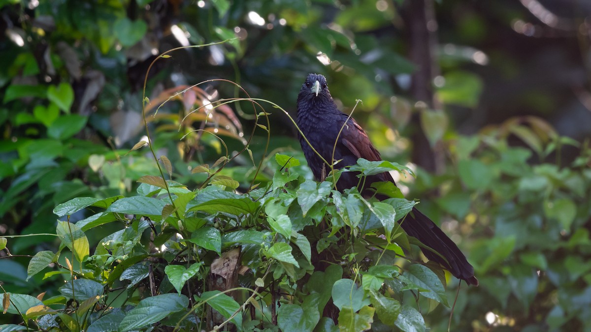 Green-billed Coucal - ML433145091