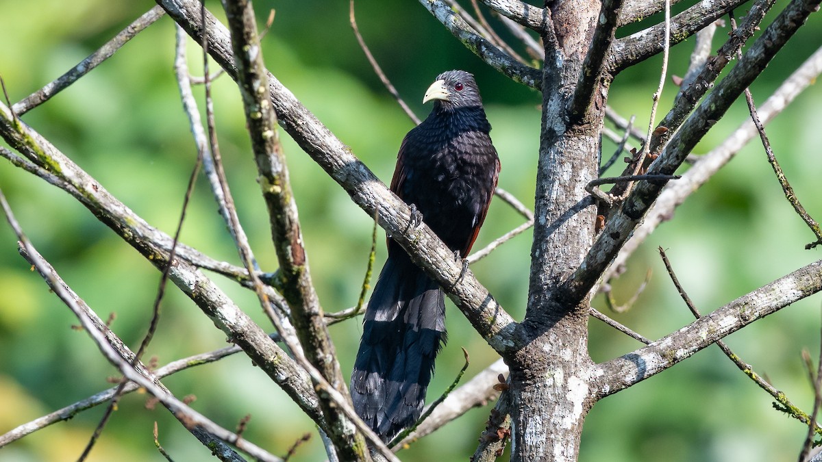 Green-billed Coucal - ML433145101