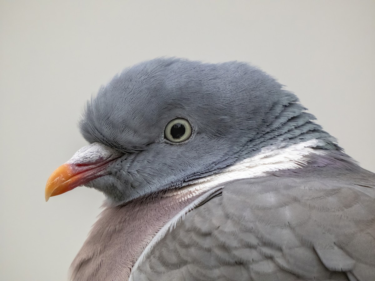 Common Wood-Pigeon (White-necked) - ML433150311