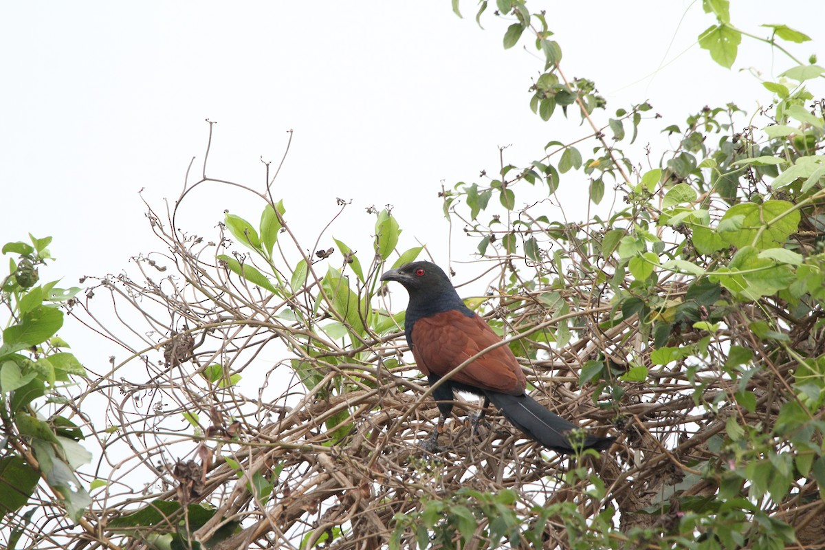 Greater Coucal (Southern) - ML433150741