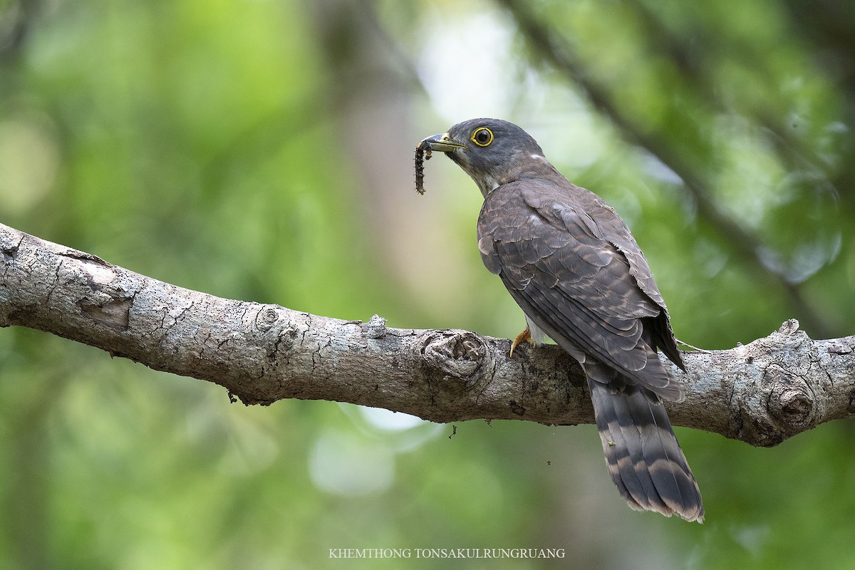 Hodgson's Hawk-Cuckoo - Khemthong Tonsakulrungruang