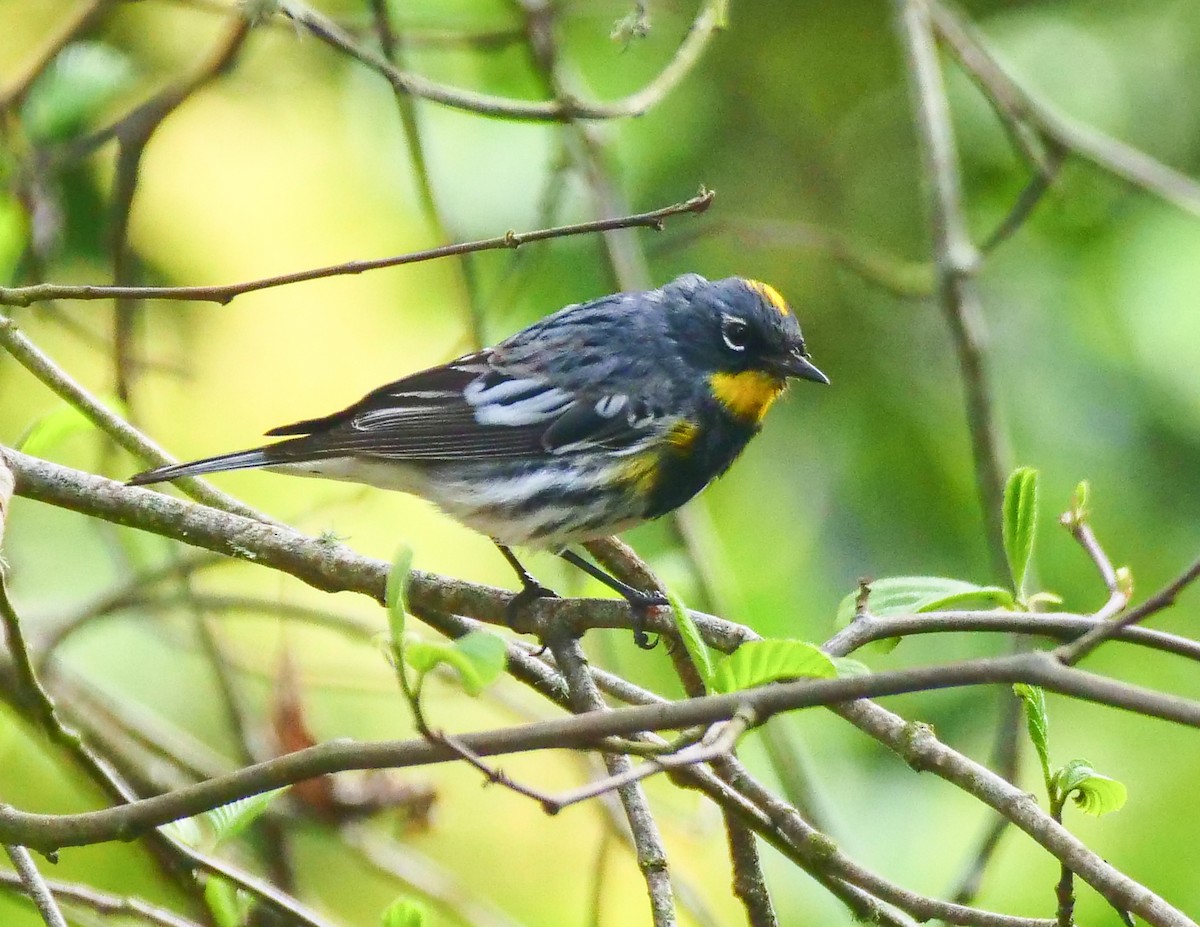 Yellow-rumped Warbler (Audubon's) - ML433158261