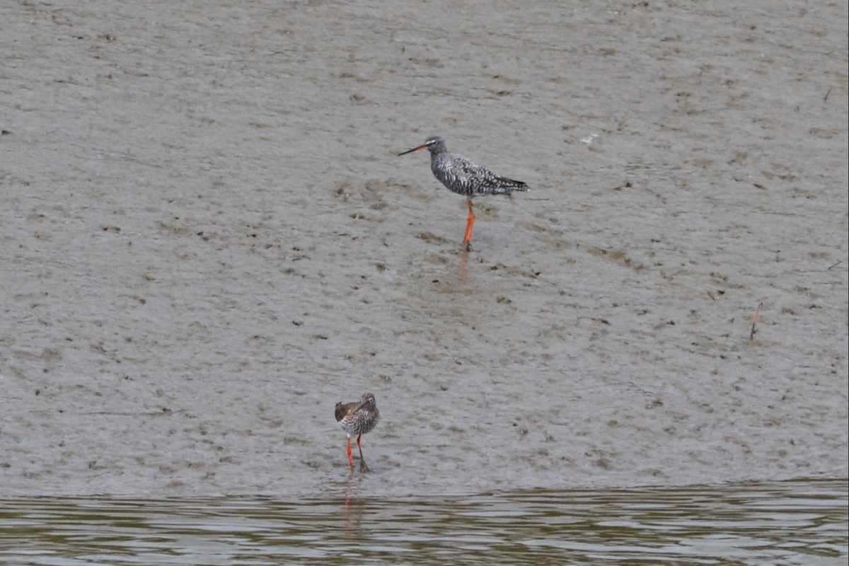 Spotted Redshank - ML433158551