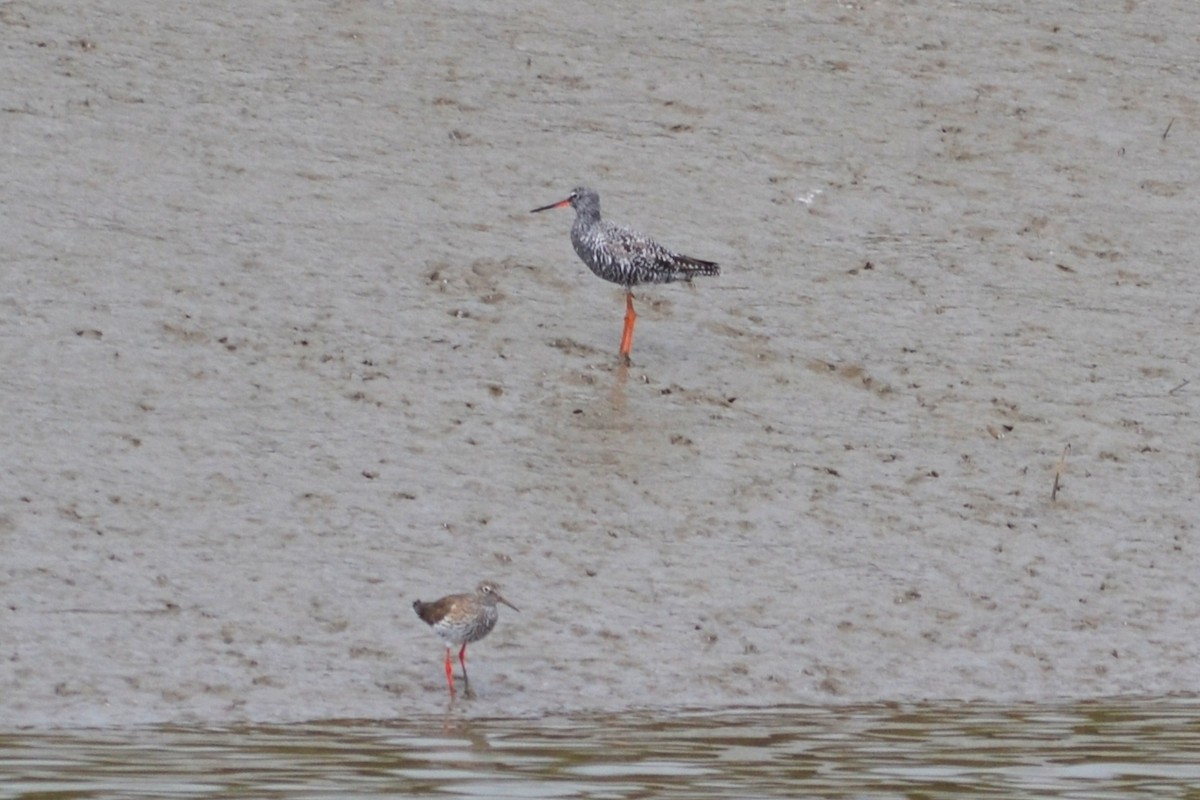 Spotted Redshank - ML433158581