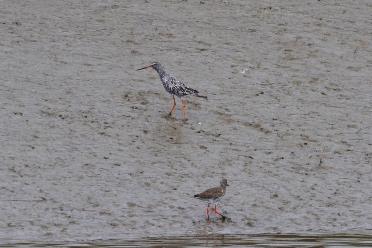 Spotted Redshank - ML433158611
