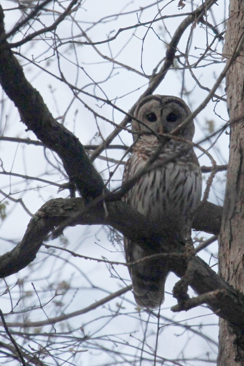 Barred Owl - steve b