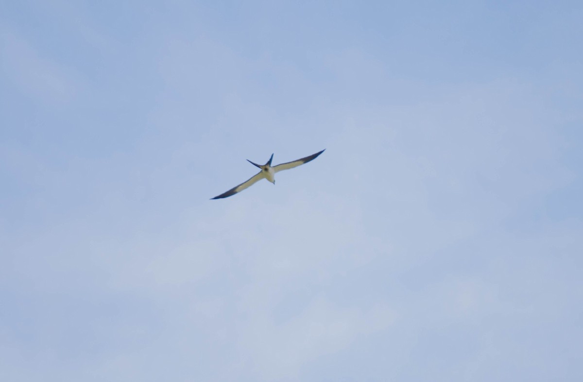 Swallow-tailed Kite - ML433171911