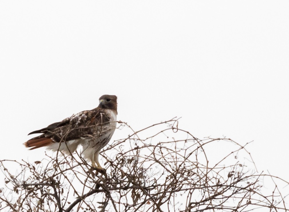 Red-tailed Hawk - ML43317671