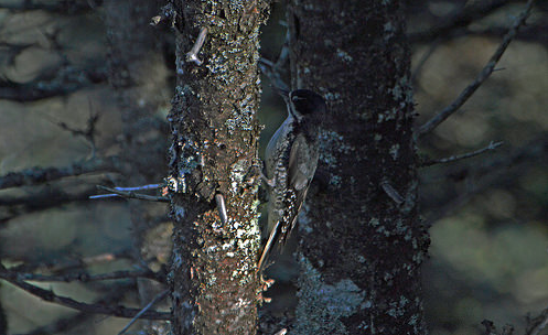 Black-backed Woodpecker - ML43318131